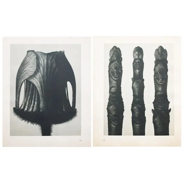 An exquisite black-and-white two-sided photogravure by German Photographer Karl Blossfeldt (June 13, 1865 – December 9,...