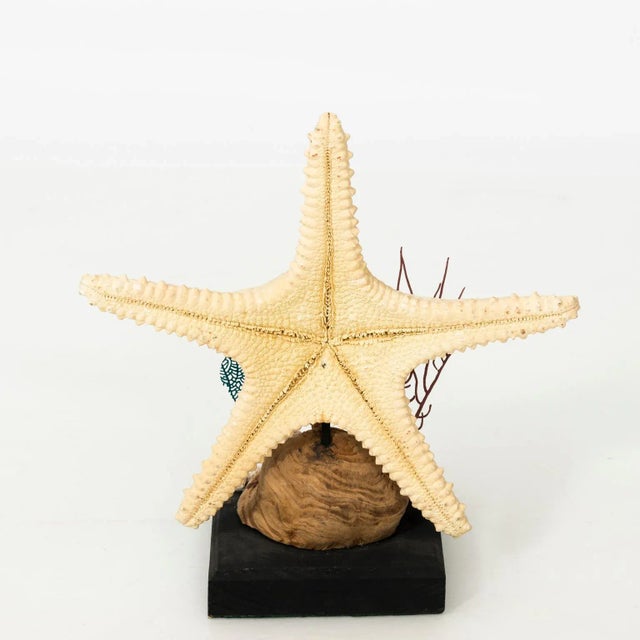 Nautical Shell Display With Starfish For Sale - Image 4 of 8