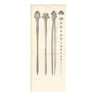 Hirschfeld and Leveille, Spinal Cord and Its Serial Sections, Hirschfeld Double Folding Plate, 1866, Paper For Sale