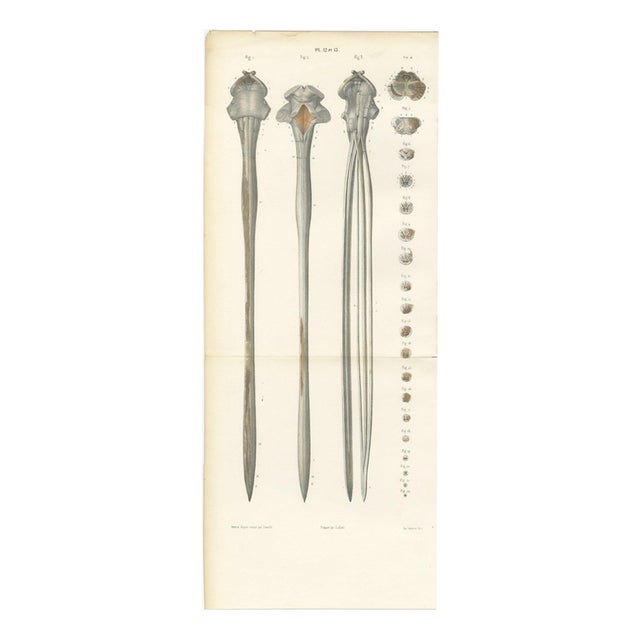 Hirschfeld and Leveille, Spinal Cord and Its Serial Sections, Hirschfeld Double Folding Plate, 1866, Paper For Sale