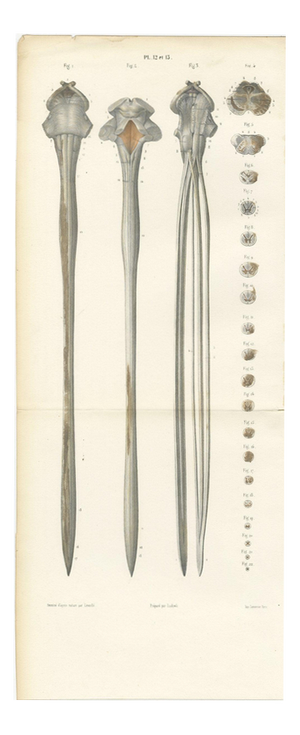 Hirschfeld and Leveille, Spinal Cord and Its Serial Sections, Hirschfeld Double Folding Plate, 1866, Paper