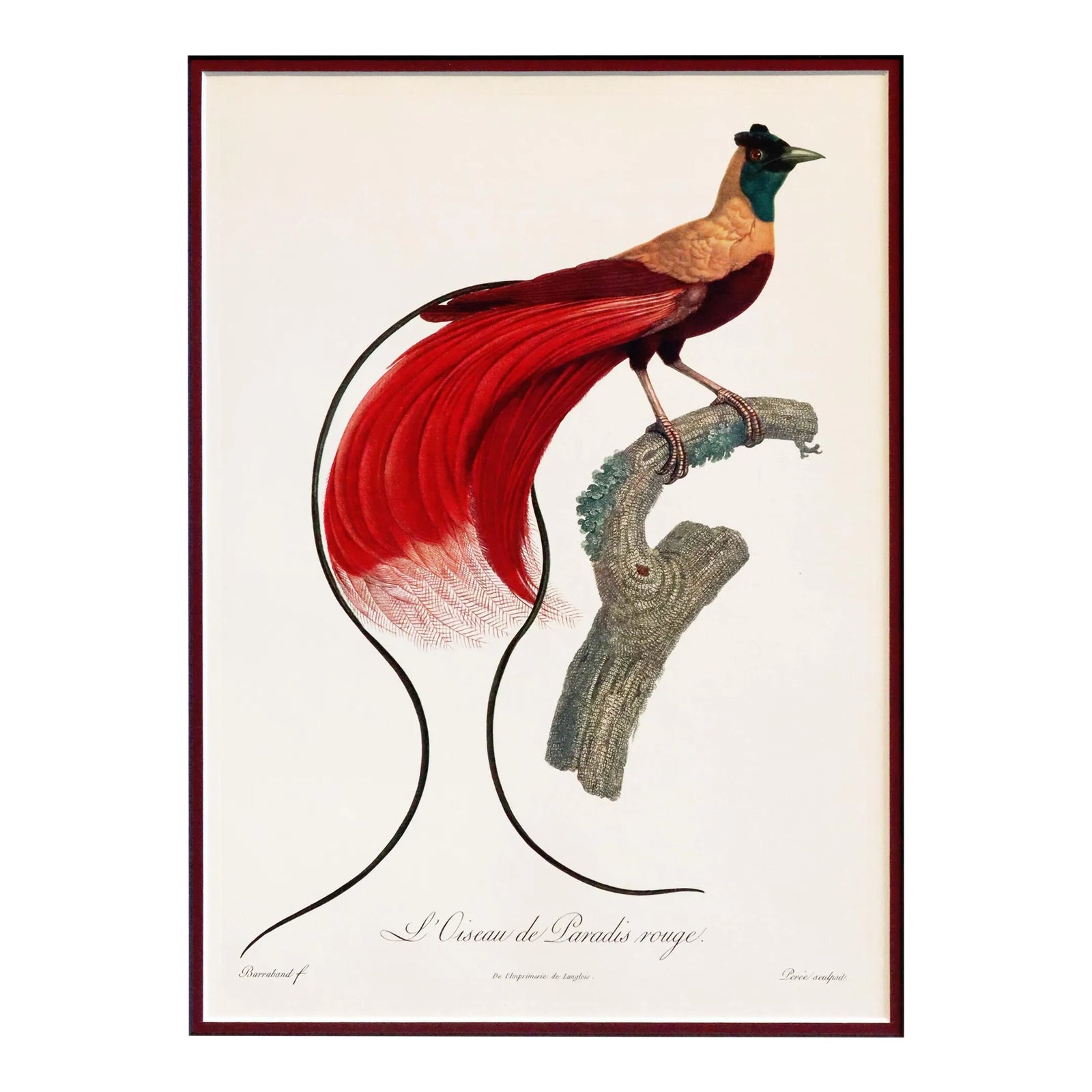 1960s French Bird Print, Jacques Barraband, Red Bird of Paradise | Chairish