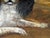 British Blenheim and Prince Charles Tricolour Spaniels Victorian Dogs Oil Portrait in a Wooded Country Landscapen in the Manner of John Dalby of York For Sale - Image 4 of 18