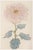 Vintage Blush Mum by Hasegawa, Japanese Botanical Art Print For Sale