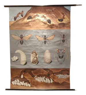 Mid-Century Educational Chart Ants by Jung, Koch, & Quentell, 1974