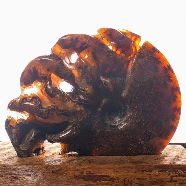 1970s Late 20th Century Vintage Carved Decorative Ammonite, African, Fossil, Display, Cretaceous For Sale - Image 11 of 12