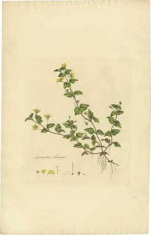 Curtis, Botany Illustration of Lysimachia Nemorum, 1817, Print