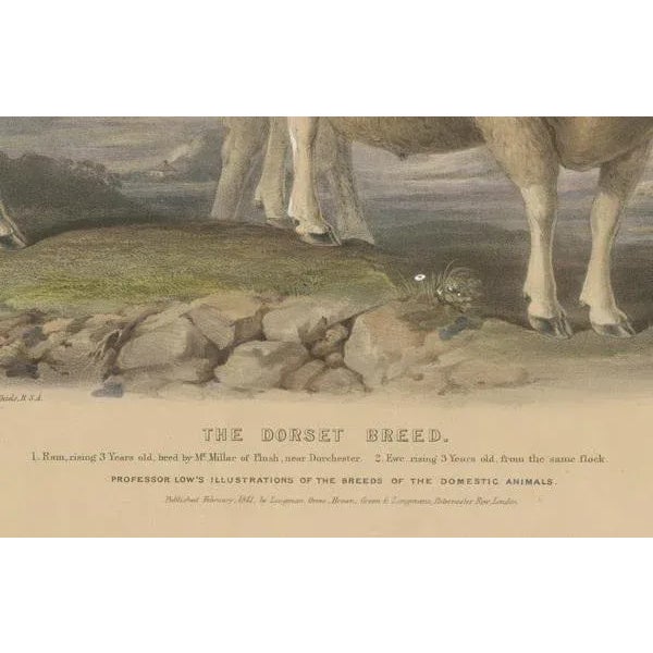 Fairland after W. Nicholson, Ram and Ewe of the Dorset Breed, 1841, Lithograph For Sale - Image 3 of 6