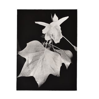 L. E. Berka, Untitled - Close-Up of a Plant, 1932, Signed Gelatin Silver Print For Sale