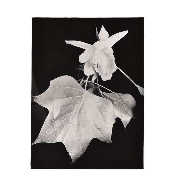 L. E. Berka, Untitled - Close-Up of a Plant, 1932, Signed Gelatin Silver Print For Sale