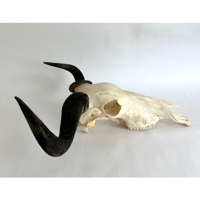 Native to East Africa, this Blue Wildebeest specimen taxidermy was professionally cleaned to preserve the structure and...