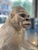 Seated Gorilla Sculpture in White Ceramic by Ronzan, 1950s For Sale - Image 9 of 18