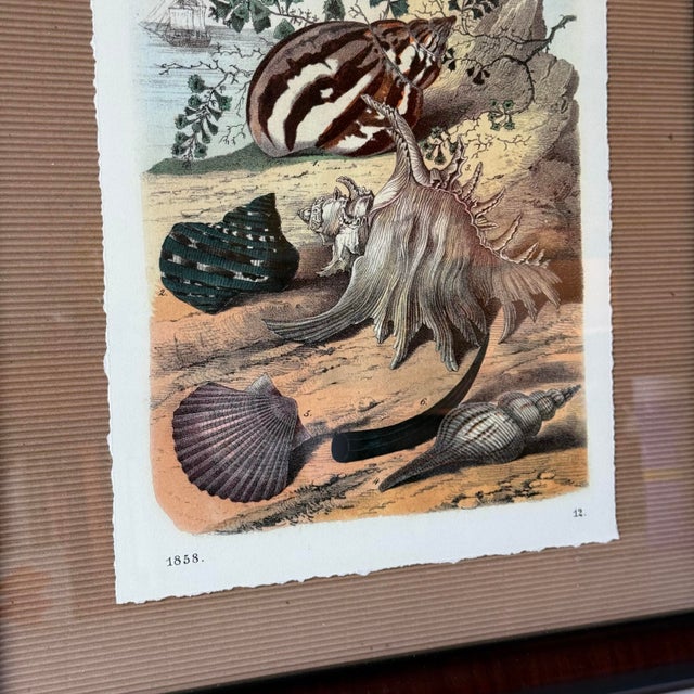 Vintage custom framed "Shell Composition II" created by Carl Hoffmann in 1858. This is a color print from plate 12 of the...