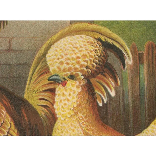 Foerster, The Chamois Polish Chicken, 19th Century, 1888, Print For Sale - Image 3 of 10