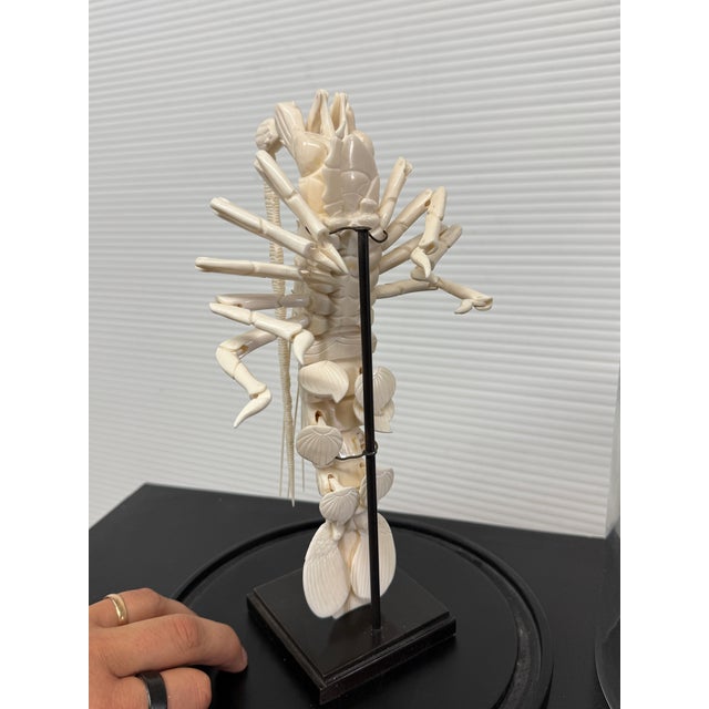 Taxidermy Mantis Shrimp in Case For Sale - Image 9 of 12