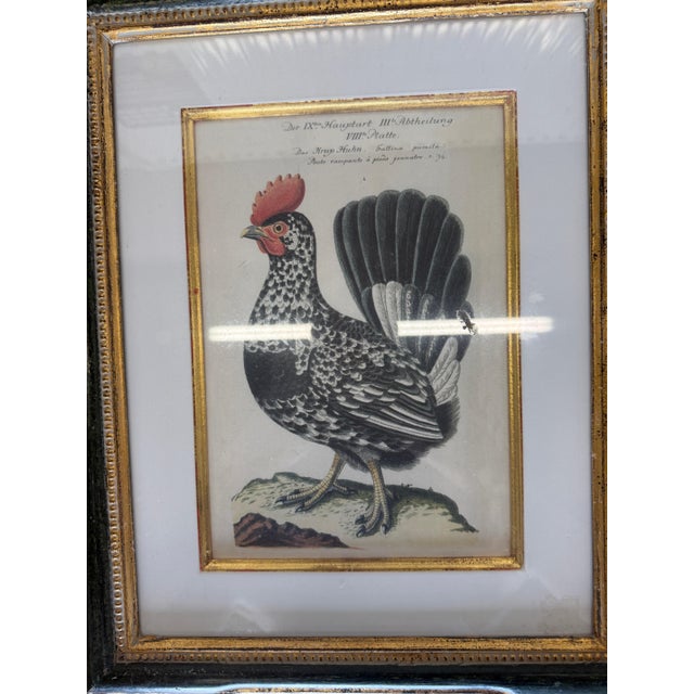Late 19th Century Antique Colored Rooster Prints in Trowbridge Frames - Set of 4 For Sale - Image 5 of 12