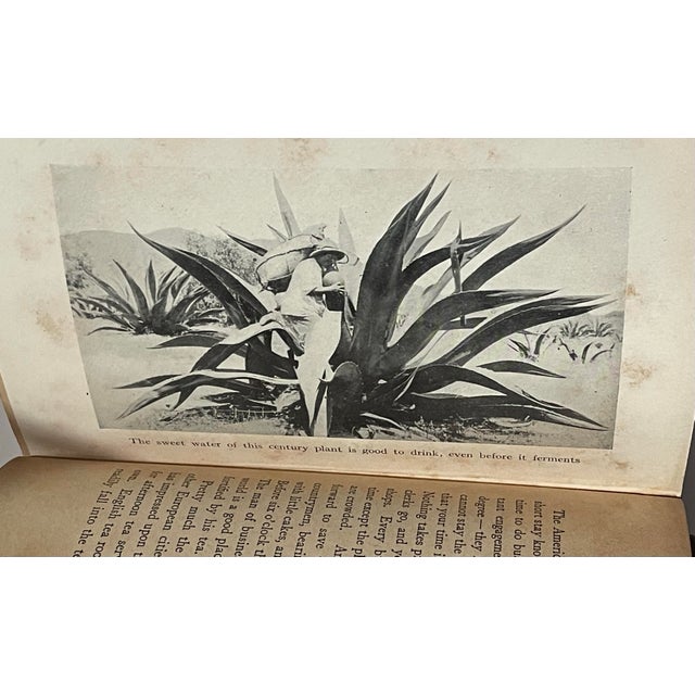 “Useful Plants” Antique Hardcover Book For Sale - Image 11 of 12