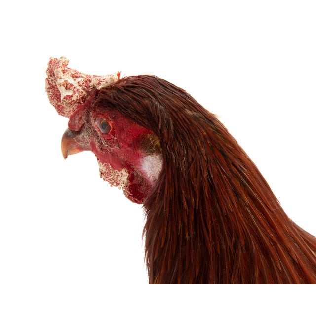 Life-Size Gamecock Taxidermy Mount Brilliant Red Orange Plumage Sand Mount Rooster For Sale - Image 13 of 17