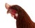 Life-Size Gamecock Taxidermy Mount Brilliant Red Orange Plumage Sand Mount Rooster For Sale - Image 13 of 17