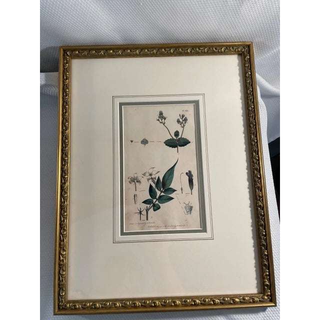 Wood Antique Custom Framed Botanical Engravings - a Pair For Sale - Image 7 of 12