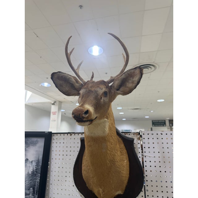 Whitetail Deer Head Shoulder Mount Taxidermy With hoofs For Gun Holder 35x23 Unusual amount with Hoofs attached to the...