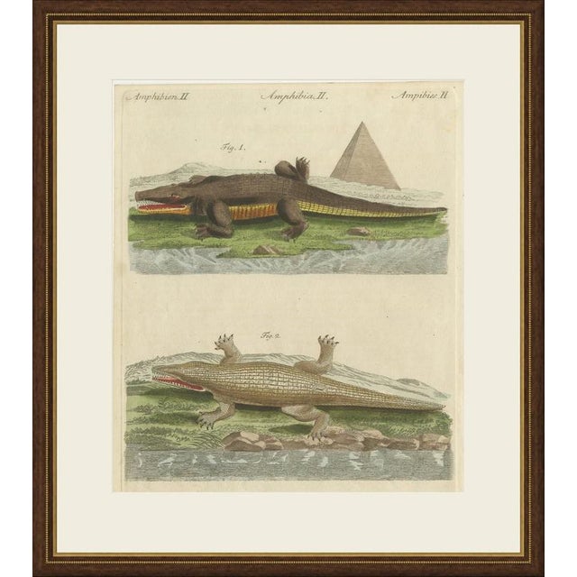 This antique crocodile print shows two crocodilians on the banks of a river, the first with an Egyptian pyramid rising...