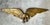Vintage Gold Painted Metal Eagle Wall Sculpture For Sale - Image 4 of 17