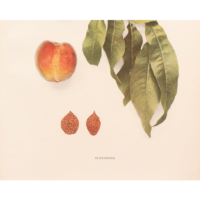 1900s U. P. Hedrick, Original Antique Photogravure of Alexander Peaches For Sale - Image 4 of 7