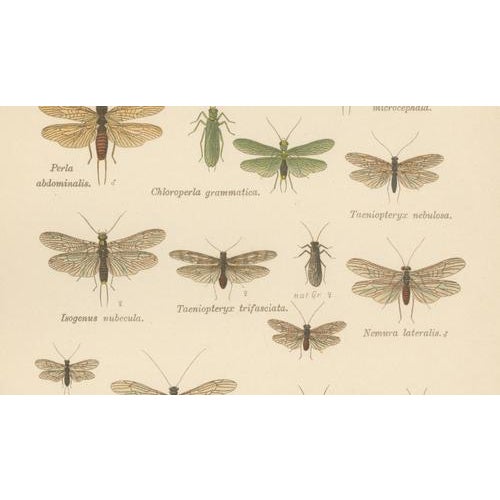 Entomological Lithographs from Die Geradflügler, Germany, 1908, Set of 2 For Sale - Image 10 of 12