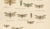 Entomological Lithographs from Die Geradflügler, Germany, 1908, Set of 2 For Sale - Image 10 of 12
