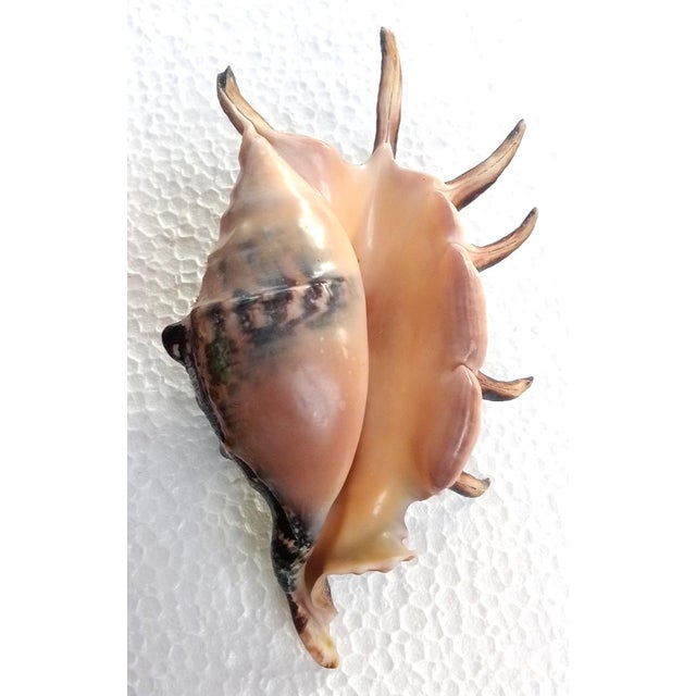 Asian Natural Lambis Lambis Shell(size 117 Mm)good Condition For Sale - Image 3 of 5