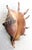 Asian Natural Lambis Lambis Shell(size 117 Mm)good Condition For Sale - Image 3 of 5