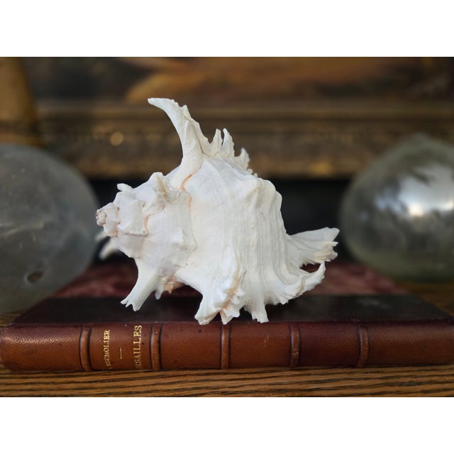 Large White Specimen Murex Seashell With Pink Aperture For Sale - Image 9 of 17