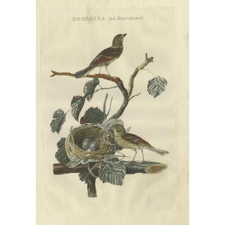 Sepp & Nozeman, Ortolan Bunting, 1789, Paper For Sale