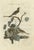 Sepp & Nozeman, Ortolan Bunting, 1789, Paper For Sale