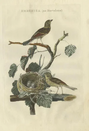 Sepp & Nozeman, Ortolan Bunting, 1789, Paper