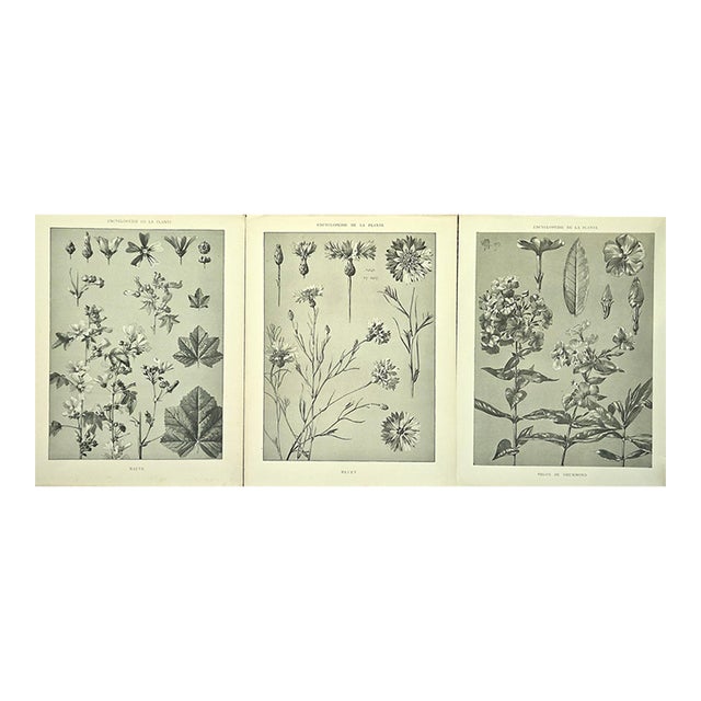 1902 Set of 3-Antique French Botanicals- Phlox, Bluets, Mallow, Documentation For Sale