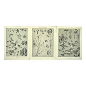 1902 Set of 3-Antique French Botanicals- Phlox, Bluets, Mallow, Documentation