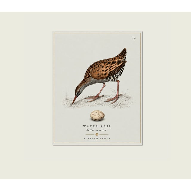 William Lewin 1789 Waterbirds Fine Art Gallery Board Print - The Water Rail For Sale In San Antonio - Image 6 of 14