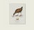 William Lewin 1789 Waterbirds Fine Art Gallery Board Print - The Water Rail For Sale In San Antonio - Image 6 of 14
