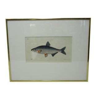 Antique Fish Print For Sale