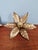 1970s Floral Brass Wall Sconces by Willy Daro for Massive, 1970, Set of 2 For Sale - Image 5 of 14