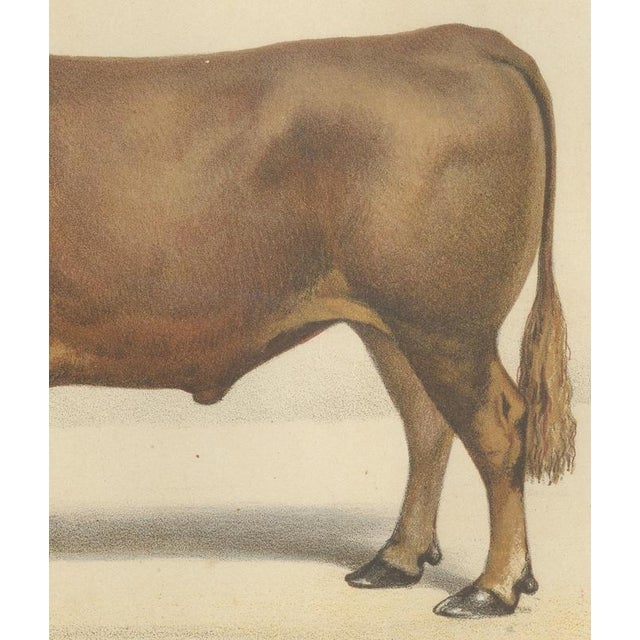 Borie, Limousin Ox, French Cattle Breed, 1863, Chromolithograph For Sale - Image 6 of 9