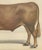 Borie, Limousin Ox, French Cattle Breed, 1863, Chromolithograph For Sale - Image 6 of 9