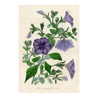 1836, Flowered Petunia Botanical Print From Joseph Paxton, Antique Hand-Colored Lithograph, England For Sale