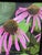 Purple Cornflower 2021 Acrylic on Canvas 9 x 9 in. (framed) A vibrant botanical painting depicting purple cornflowers in...