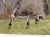 Paper "The My Lady's Manor Races 1909-2009" Worrall, Margaret (Signed) For Sale - Image 7 of 11