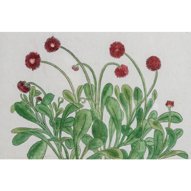 Antique Trio of Framed Double-Print Renaissance Botanical Wall Art For Sale In West Palm - Image 6 of 18