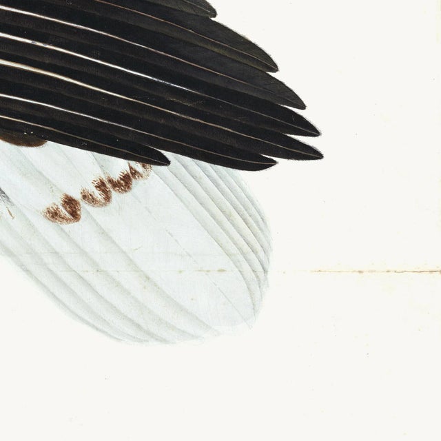 White-Tailed Eagle Plate 06 by Olof Rudbeck (Cfa-Wd) For Sale In Atlanta - Image 6 of 7