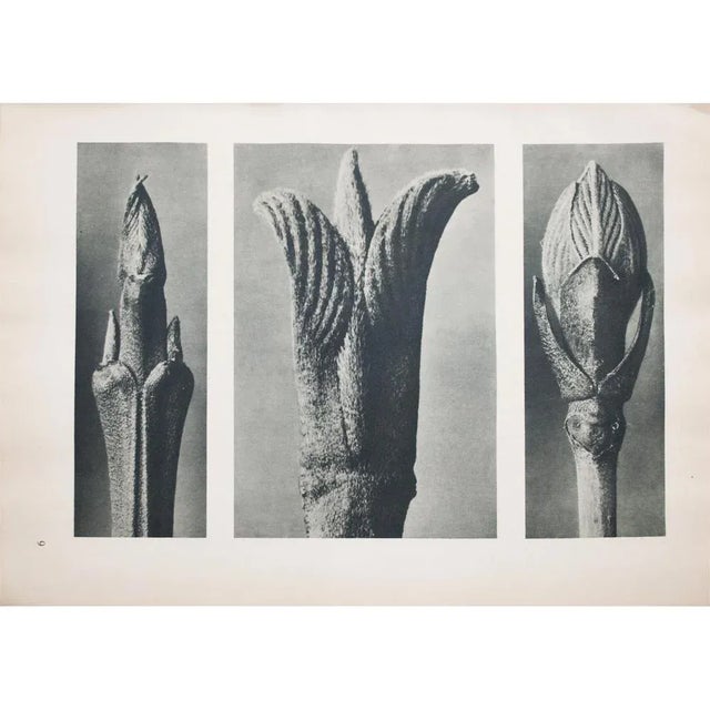 1935 Karl Blossfeldt Two-Sided Photogravure N9-10 | Chairish